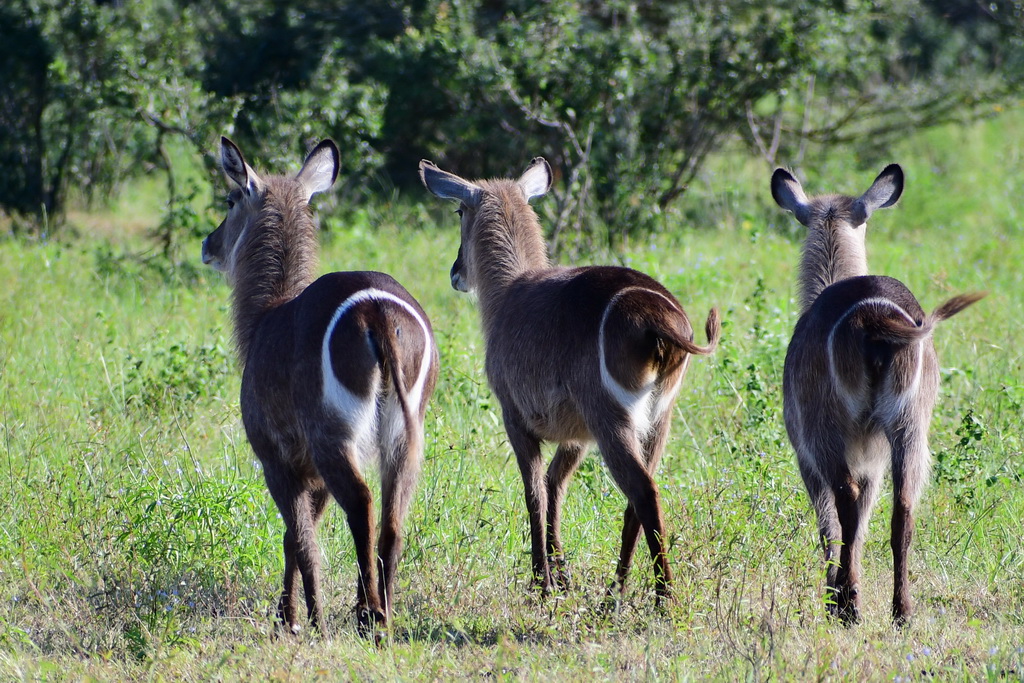 Selous NP